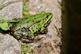 Attēlu rezultāti vaicājumam “Ranidae”