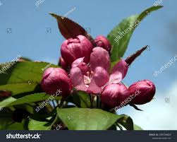 Attēlu rezultāti vaicājumam “Malus purpurea flower”