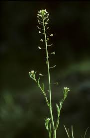 Attēlu rezultāti vaicājumam “Capsella bursa-pastoris”