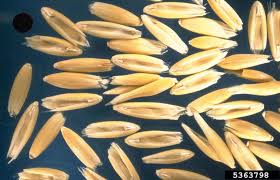 Attēlu rezultāti vaicājumam “Avena sativa”