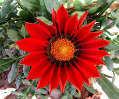 Image result for Gazanien