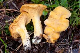 Attēlu rezultāti vaicājumam “Cantharellus cibarius”