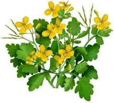 Image result for Chelidonium majus