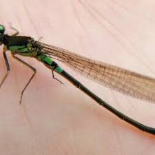 Attēlu rezultāti vaicājumam “Coenagrion armatum female”