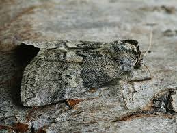 Attēlu rezultāti vaicājumam “Tethea or”