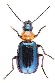 Attēlu rezultāti vaicājumam “Lebia chlorocephala”