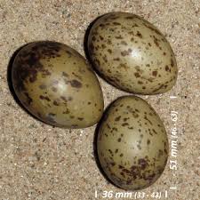 Attēlu rezultāti vaicājumam “Larus ridibundus eggs”