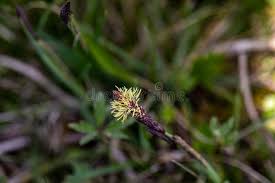 Attēlu rezultāti vaicājumam “Carex caryophyllea”