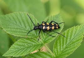 Attēlu rezultāti vaicājumam “Leptura quadrifasciata”