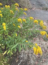 Attēlu rezultāti vaicājumam “Solidago canadensis flower”