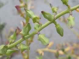 Attēlu rezultāti vaicājumam “Cakile maritima subsp. baltica leaf”