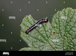 Attēlu rezultāti vaicājumam “Abraxas grossulariata larva”