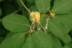 Attēlu rezultāti vaicājumam “Lonicera xylosteum flower”