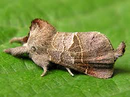 Attēlu rezultāti vaicājumam “Clostera pigra”