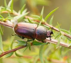 Attēlu rezultāti vaicājumam “Platycerus caraboides”