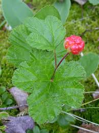 Attēlu rezultāti vaicājumam “Rubus chamaemorus”