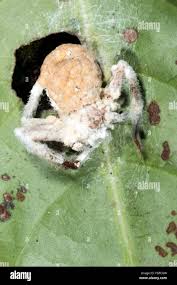 Attēlu rezultāti vaicājumam “Torrubiella arachnophila”