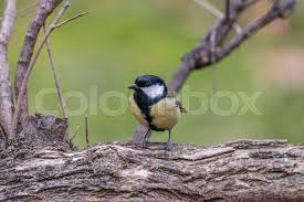 Attēlu rezultāti vaicājumam “Parus major”