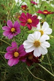 Attēlu rezultāti vaicājumam “Erysimum hieracifolium fruit”