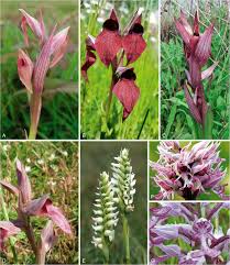 Attēlu rezultāti vaicājumam “Herminium monorchis fruit”