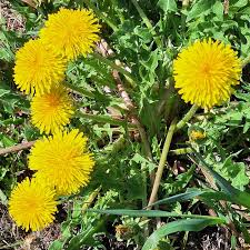 Attēlu rezultāti vaicājumam “Taraxacum”