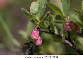 Attēlu rezultāti vaicājumam “Vaccinium uliginosum flower”