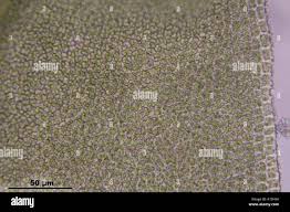 Attēlu rezultāti vaicājumam “Anomodon attenuatus”