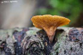 Attēlu rezultāti vaicājumam “Rutstroemia firma”