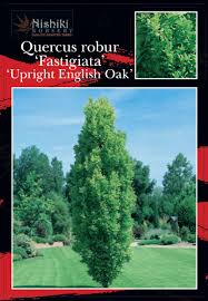 Attēlu rezultāti vaicājumam “Quercus robur Fastigiata”