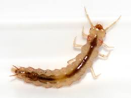 Attēlu rezultāti vaicājumam “Silvanidae”