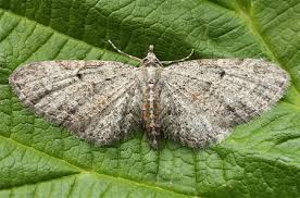 Attēlu rezultāti vaicājumam “Eupithecia tenuiata”