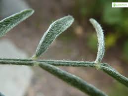 Attēlu rezultāti vaicājumam “Astragalus arenarius fruit”