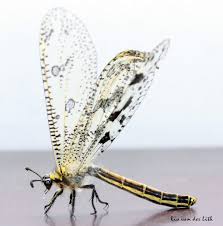 Attēlu rezultāti vaicājumam “Myrmeleontidae imago”