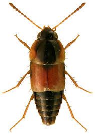 Attēlu rezultāti vaicājumam “Tachyporus sp.”