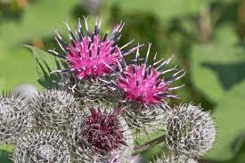 Attēlu rezultāti vaicājumam “Arctium tomentosum”