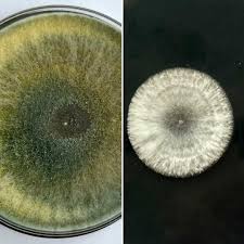 Attēlu rezultāti vaicājumam “Diderma chondrioderma spores”