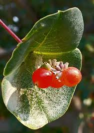 Attēlu rezultāti vaicājumam “Lonicera caprifolium”