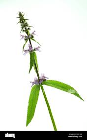 Attēlu rezultāti vaicājumam “Stachys palustris bud”