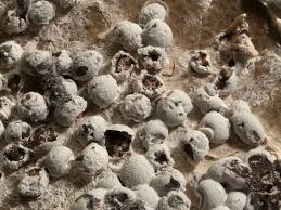 Attēlu rezultāti vaicājumam “Diderma ochraceum sessile”