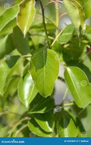 Attēlu rezultāti vaicājumam “Pyrus communis leaf”