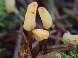 Attēlu rezultāti vaicājumam “Heyderia abietis”