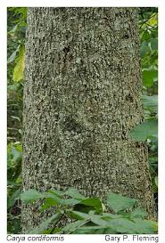 Attēlu rezultāti vaicājumam “Carya cordiformis”