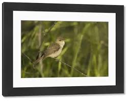 Image result for Hippolais pallida