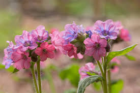 Image result for Pulmonaria officinalis