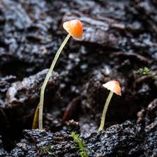 Attēlu rezultāti vaicājumam “Mycena acicula”