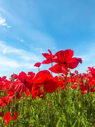 Attēlu rezultāti vaicājumam “Papaver rhoeas flower”