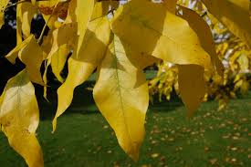 Attēlu rezultāti vaicājumam “Fraxinus pennsylvanica leaf”