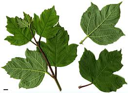 Attēlu rezultāti vaicājumam “Viburnum opulus”