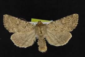 Attēlu rezultāti vaicājumam “Apamea ophiogramma”