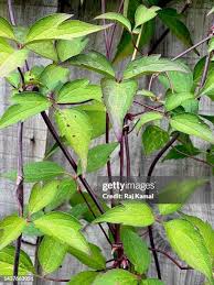 Attēlu rezultāti vaicājumam “Clematis leaf”